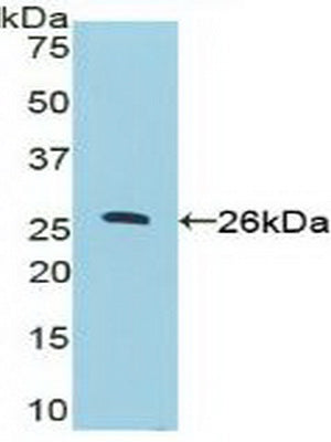 Nucleolin (NCL) Polyclonal Antibody - image 3
