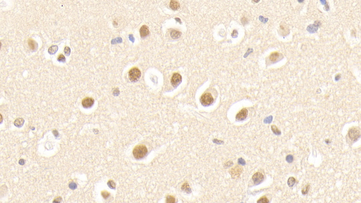 Amyloid Beta Precursor Protein Binding Protein 1 (APPBP1) Polyclonal Antibody - image 4