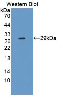 Used in DAB staining on fromalin fixed paraffin- embedded pancreas tissue