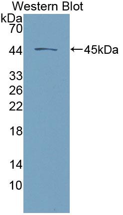 Western Blot; Sample: Lane1: Porcine Kidney lysate; Lane2: 293T cell lysate; Primary Ab: 4μg/ml Rabbit Anti-Human DSG2 Antibody; Second Ab: 0.2µg/mL HRP-Linked Caprine Anti-Rabbit IgG Polyclonal Antibody;