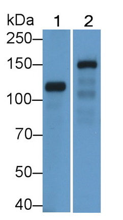 Desmoglein 2 (DSG2) Polyclonal Antibody - image 3