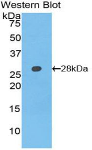 Axis Inhibition Protein (AXIN) Polyclonal Antibody - image 2