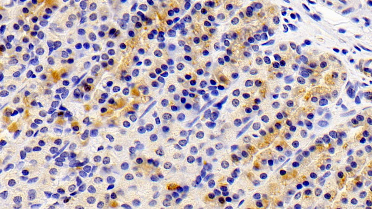 Axis Inhibition Protein (AXIN) Polyclonal Antibody - image 4