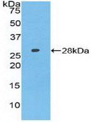 Axis Inhibition Protein (AXIN) Polyclonal Antibody - image 2