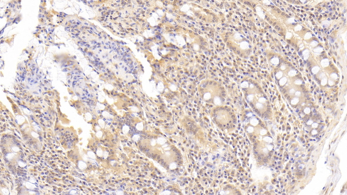 Axis Inhibition Protein (AXIN) Polyclonal Antibody - image 3