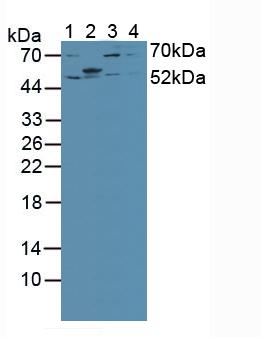 Western Blot; Sample: Recombinant IRF2, Mouse.