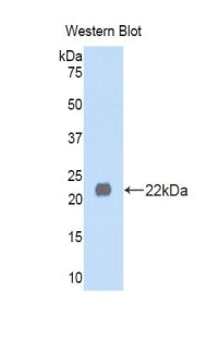 Western Blot; Sample: Hela cell lysate; Primary Ab: 2μg/ml Rabbit Anti-Human LEFTY1 Antibody; Second Ab: 0.2µg/mL HRP-Linked Caprine Anti-Rabbit IgG Polyclonal Antibody;