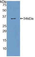 Collagen Type VII (COL7) Polyclonal Antibody - image 2