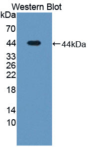Latent Transforming Growth Factor Beta Binding Protein 1 (LTBP1) Polyclonal Antibody - image 2