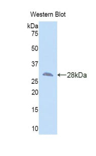 SMAD family member 3 (SMAD3) Polyclonal Antibody - image 2