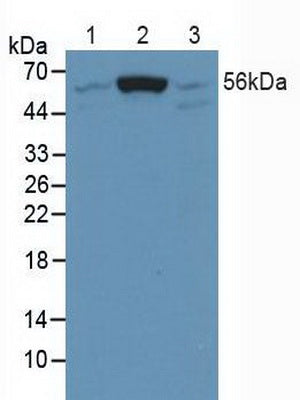 Western Blot; Sample: Recombinant Smad5, Human.