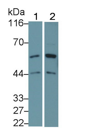Activin A Receptor Type II B (ACVR2B) Polyclonal Antibody - image 2