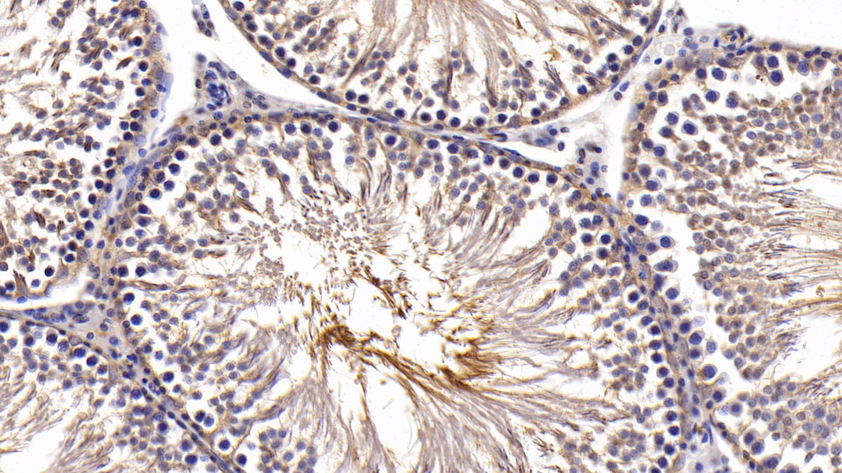 DABstainingonIHC-P.Samples:RatTissue)