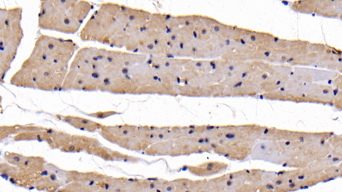 Activin A Receptor Type II B (ACVR2B) Polyclonal Antibody - image 4