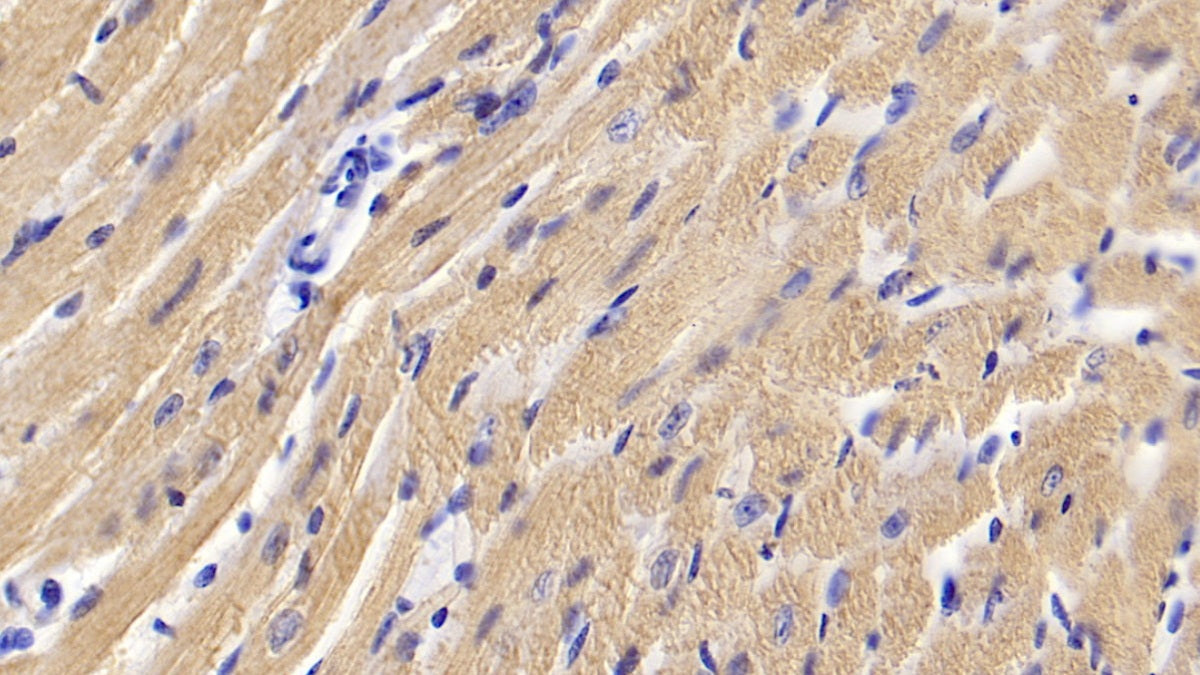 DABstainingonIHC-P.Samples:MouseTissue)