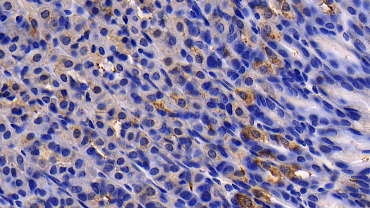 DABstainingonIHC-P.Samples:MouseTissue)