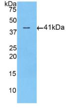 Western Blot; Sample: Human Placenta lysate; ; Primary Ab: 3µg/ml Rabbit Anti-Human ACVR2A Antibody; Second Ab: 0.2µg/mL HRP-Linked Caprine Anti-Rabbit IgG Polyclonal Antibody;