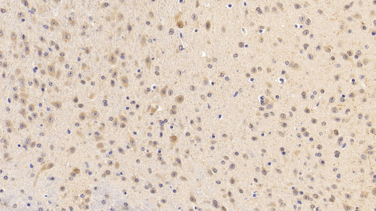 DABstainingonIHC-P.Samples:MouseTissue)