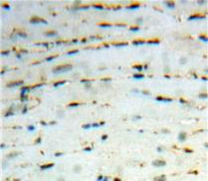 Macrophage Inflammatory Protein 4 Alpha (MIP4a) Polyclonal Antibody - image 3