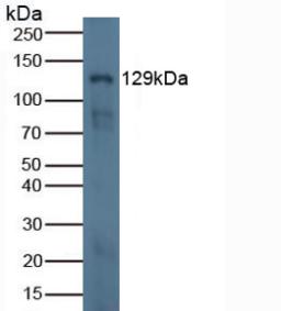 Western Blot; Sample: Recombinant LAMb3, Mouse.