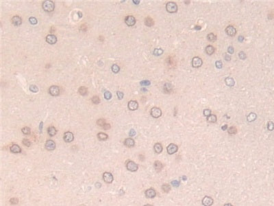 Laminin Beta 2 (LAMb2) Polyclonal Antibody - image 4
