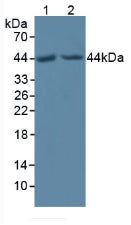 Knockout Varification: ; Lane 1: Wild-type Hela cell lysate; ; Lane 2: POFUT1 knockout Hela cell lysate; ; Predicted MW: 44,22kd ; Observed MW: 44kd; Primary Ab: 1µg/ml Rabbit Anti-Human POFUT1 Antibody; Second Ab: 0.2µg/mL HRP-Linked Caprine Anti-Rabbit IgG Polyclonal Antibody;
