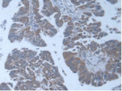 Protein O-Fucosyltransferase 1 (POFUT1) Polyclonal Antibody - image 5