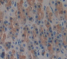 VEGF Co Regulated Chemokine 1 (VCC1) Polyclonal Antibody - image 3