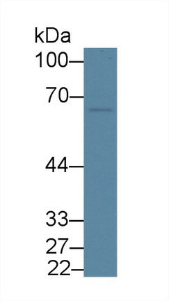 Western Blot; Sample: Recombinant protein.