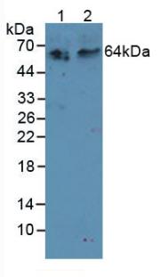 Western Blot; Sample: Recombinant RANk, Rat.