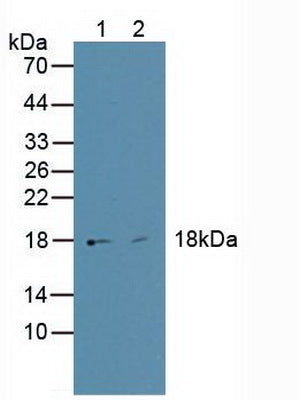 Western Blot; Sample: Recombinant HMGA1, Human.