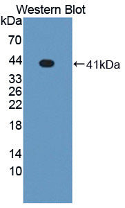 Liver X Receptor Alpha (LXRa) Polyclonal Antibody - image 2