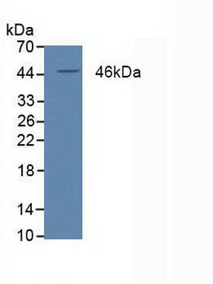 Western Blot; Sample: Recombinant PPARd, Human.