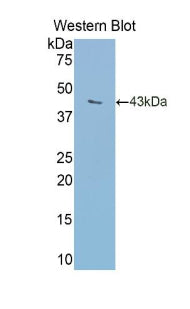 Western Blot; Sample: Lane1: Mouse Liver lysate; Lane2: Mouse Cerebrum lysate; Lane3: Mouse Kidney lysate; Primary Ab: 1µg/ml Rabbit Anti-Mouse TRF Antibody; Second Ab: 0.2µg/mL HRP-Linked Caprine Anti-Rabbit IgG Polyclonal Antibody;