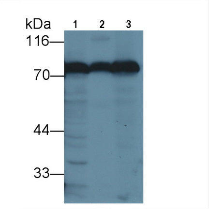 DAB staining on IHC-P; Samples: Mouse Liver Tissue; Primary Ab: 20μg/ml Rabbit Anti-Mouse TRF Antibody Second Ab: 2µg/mL HRP-Linked Caprine Anti-Rabbit IgG Polyclonal Antibody