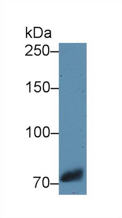 Western Blot; Sample: Recombinant protein.