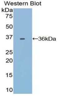 Transferrin (TF) Polyclonal Antibody - image 3