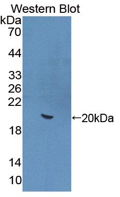 Interleukin 22 (IL22) Polyclonal Antibody - image 2