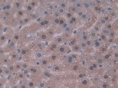 Interleukin 22 (IL22) Polyclonal Antibody - image 4