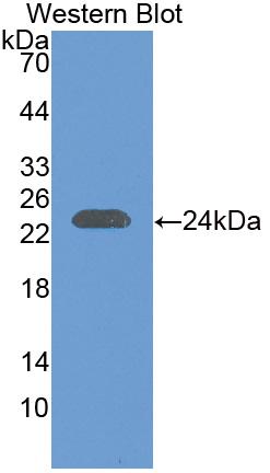 Interleukin 29 (IL29) Polyclonal Antibody - image 2