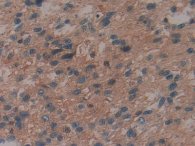 Interleukin 29 (IL29) Polyclonal Antibody - image 4