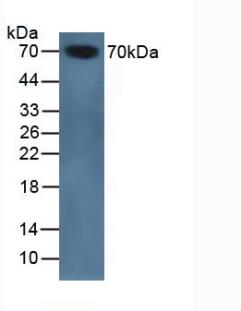 Western Blot; Sample: Recombinant ZPI, Mouse.