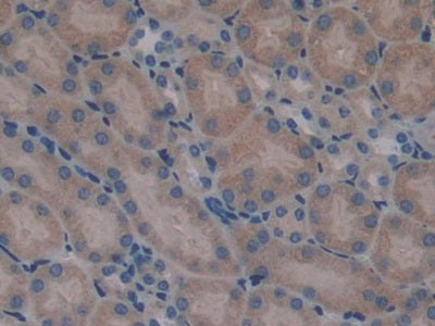 DAB staining on IHC-P; Samples: Mouse Testis Tissue