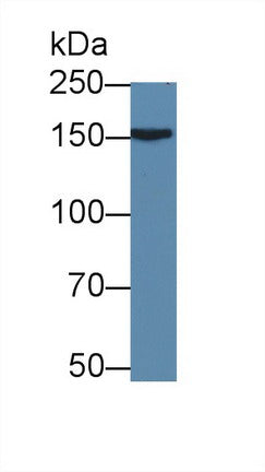 Western Blot; Sample: Recombinant protein.