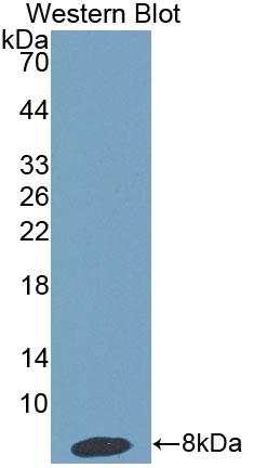 Haptoglobin Related Protein (HPR) Polyclonal Antibody - image 2