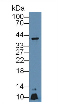 Western Blot; Sample: Recombinant protein.