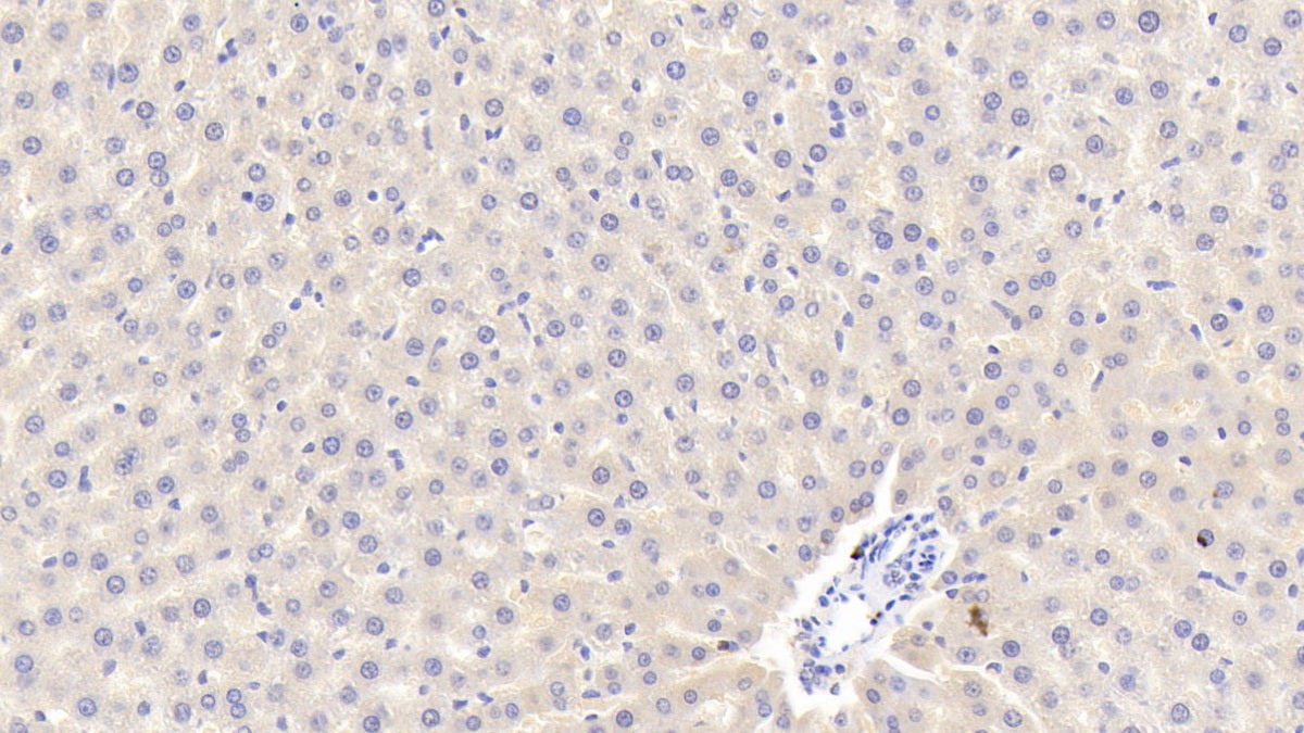Apolipoprotein A5 (APOA5) Polyclonal Antibody - image 4