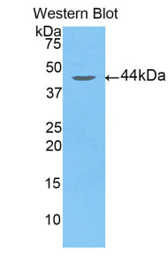 Arrestin Beta 2 (ARRb2) Polyclonal Antibody - image 3