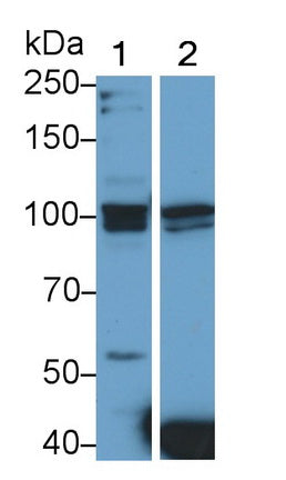 Toll Like Receptor 3 (TLR3) Polyclonal Antibody - image 2