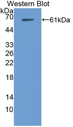 Tau-Protein Kinase 1 (tPK1) Polyclonal Antibody - image 2